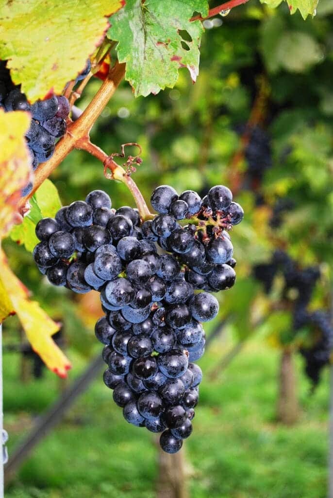 grapes, grape vine, vineyard, wine, farming, wine country, wine growing, fruit, green wine, green farm, green fruits