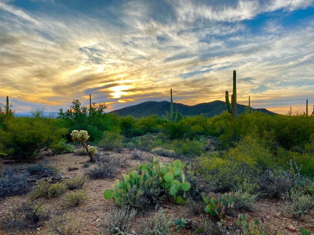 Tucson real estate features cactus and green grass field under blue sky during daytime sometimes